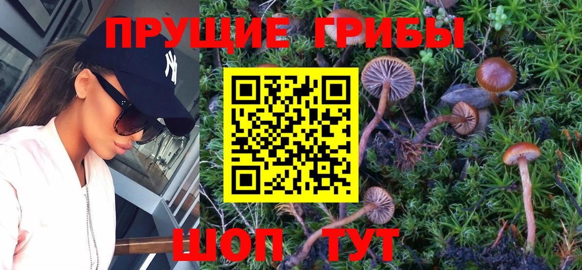 продажа наркотиков  Галлюциногенные грибы Magic Shrooms  Вход с VPN  Псилоцибиновые грибы GOLDEN TEACHER  Сафоново 