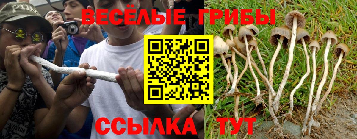 Галлюциногенные грибы Cubensis Сафоново